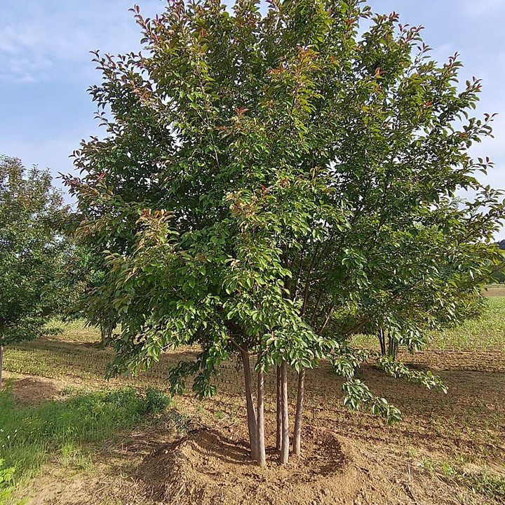 1757033728413793.jpg 1750404247245940.jpg