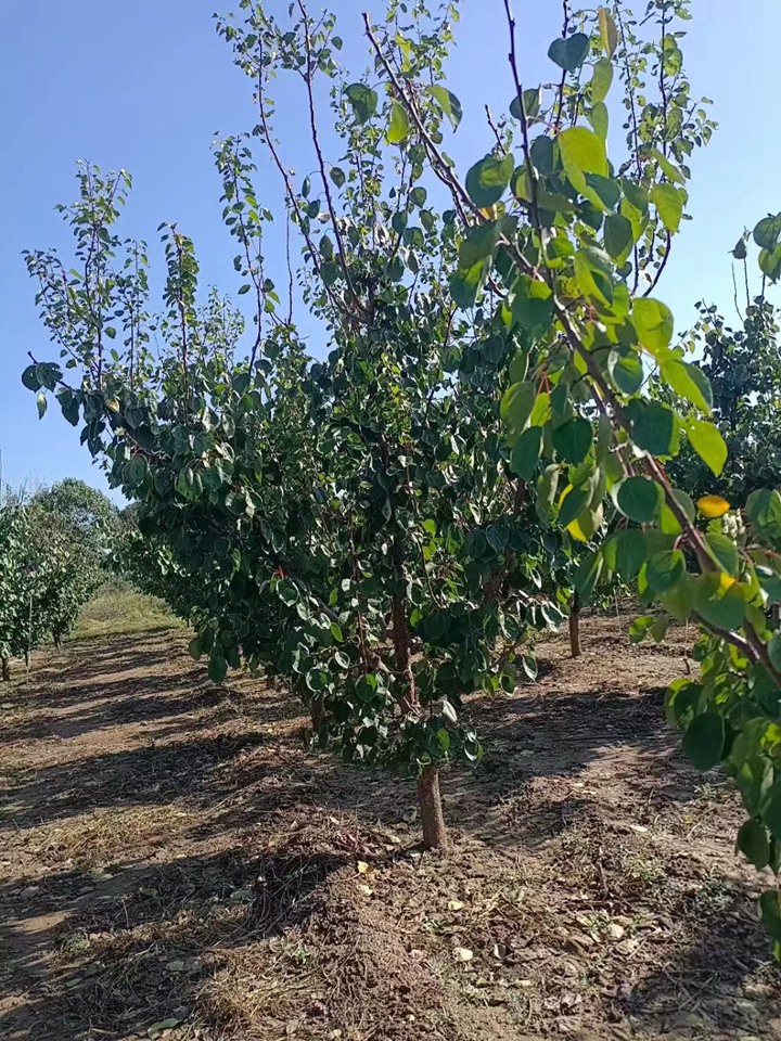 1758243138950208.jpeg 1750404850348401.jpeg