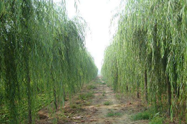 1759800462228278.jpg 1750661591976299.jpg